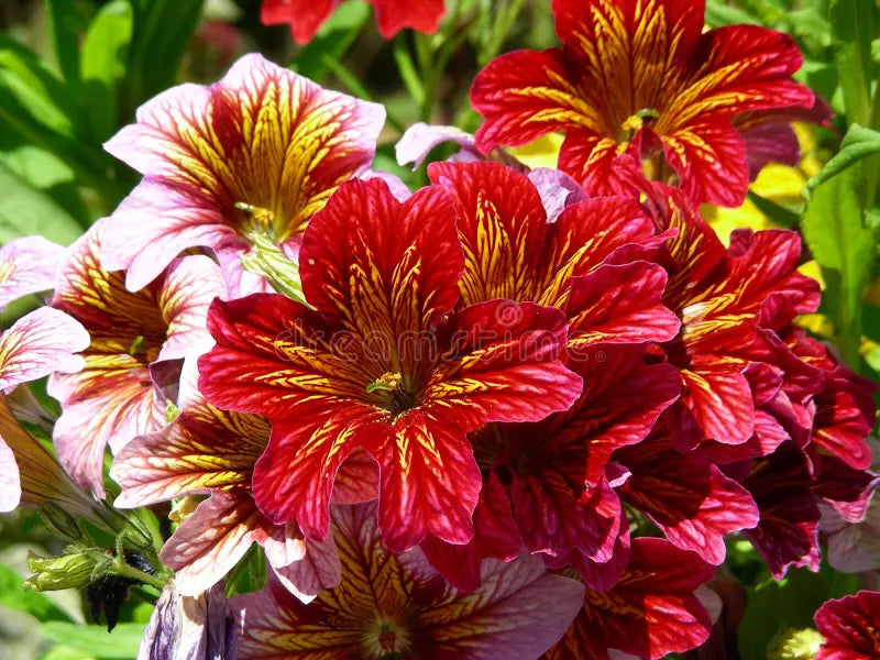 Painted Tongue Flower- Mix