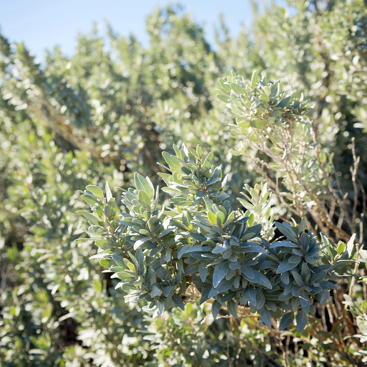 Heirloom Saltbush Plant Seeds for Planting, Non-GMO