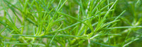 Saltwort – Microgreen Seed