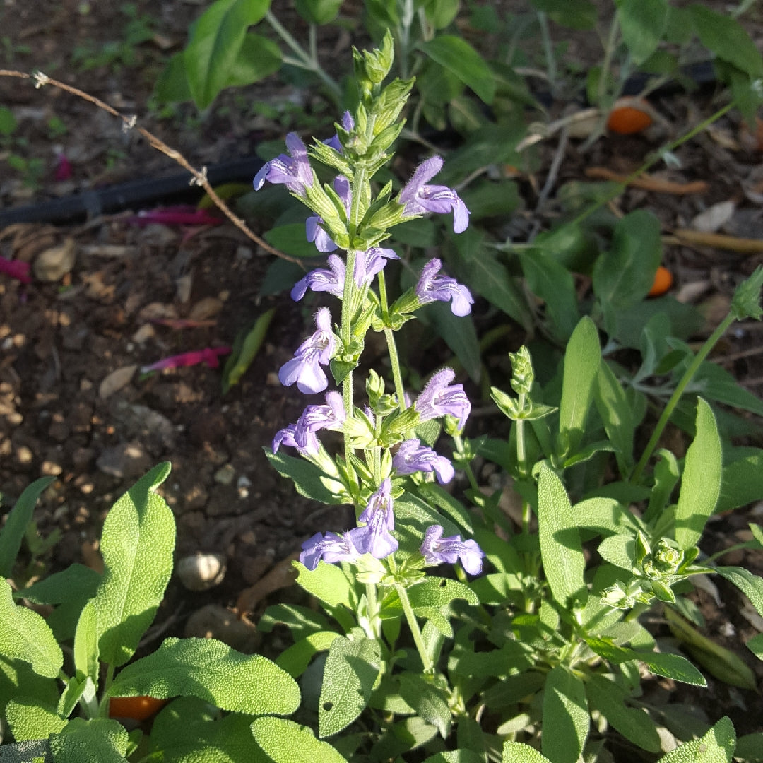 Spanish Sage