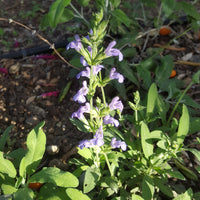 Spanish Sage