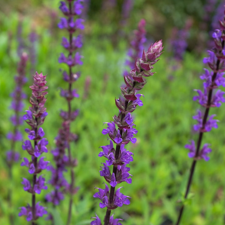 Organic Heirloom Non-GMO Nemorosa Seeds for Planting – Woodland Garden Blooms