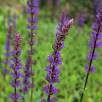 Organic Heirloom Non-GMO Nemorosa Seeds for Planting – Woodland Garden Blooms