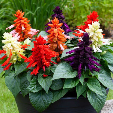 Salvia- Early Bonfire