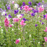 Salvia- Tricolour Mix