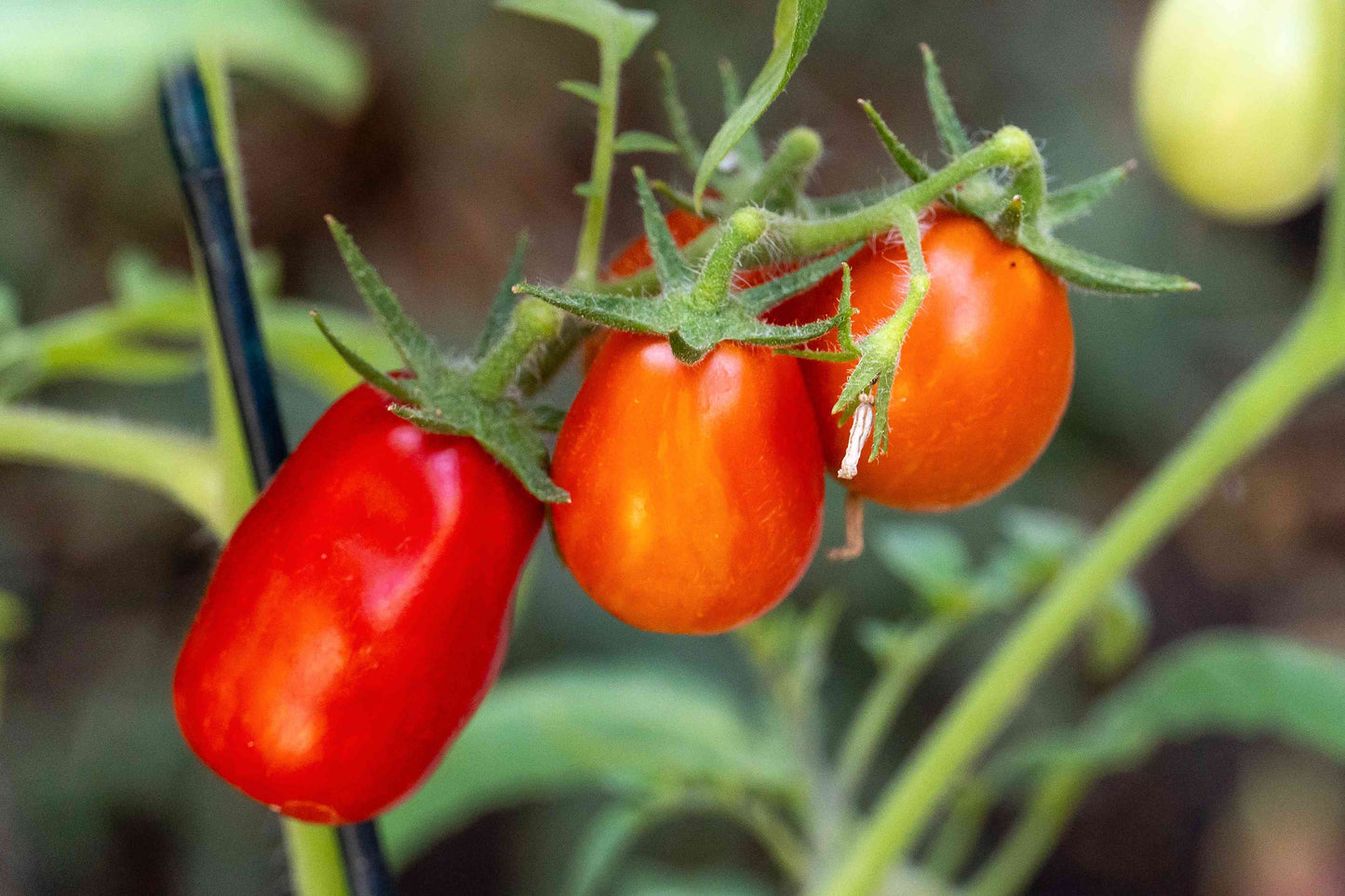 San Marzano II – Organic Tomato Seed