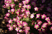 Saxifraga- Floral Carpet