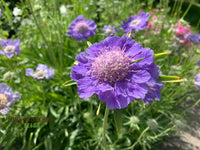 Fama Deep Blue – Scabiosa Seed