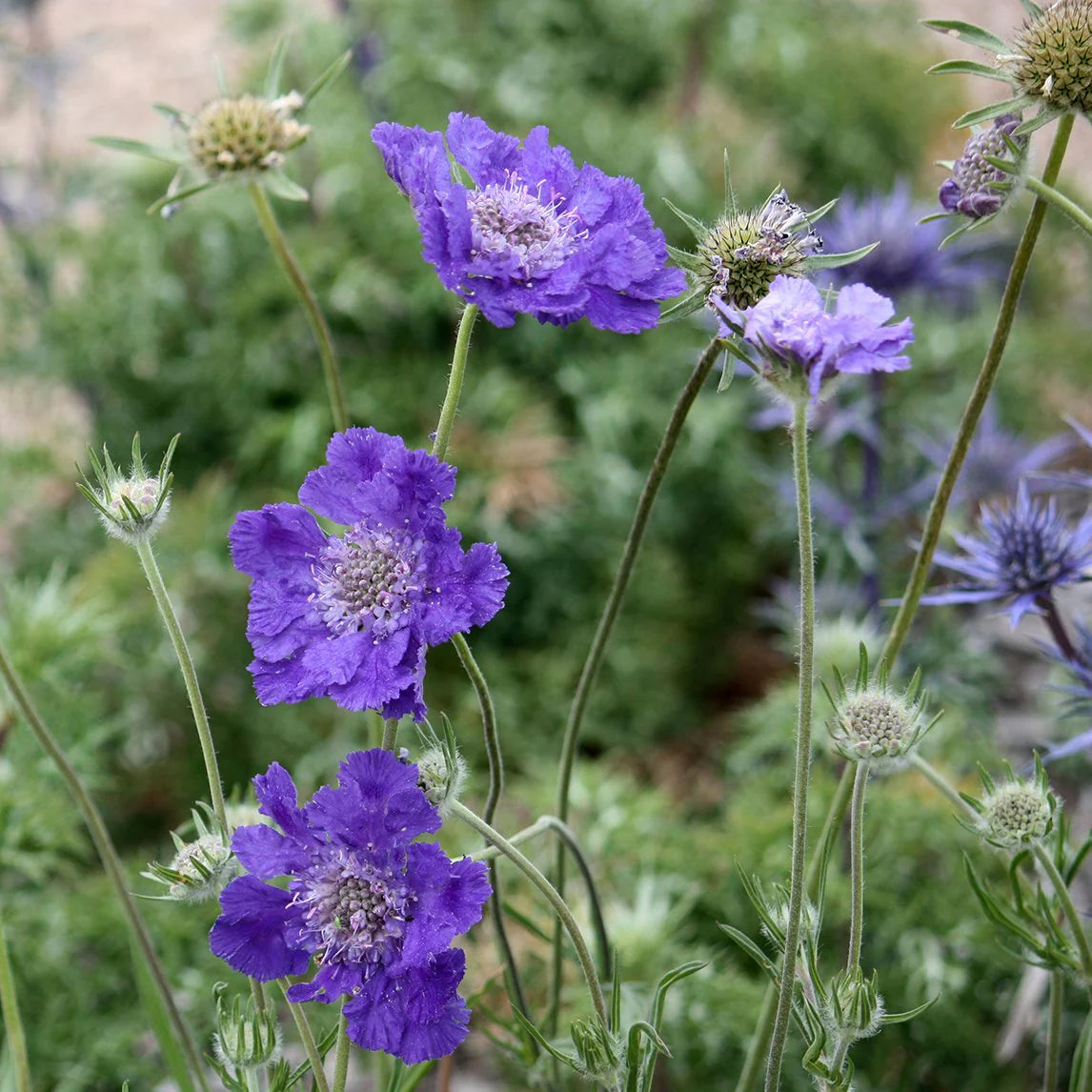 Fama Deep Blue – Scabiosa Seed