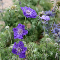 Fama Deep Blue – Scabiosa Seed