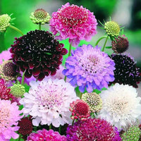 Pincushion Flower- Mixed
