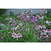 Heirloom Schizanthus Tinkerbell Flower Seeds for Planting, Non-GMO
