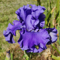 Sea Power Bearded Iris