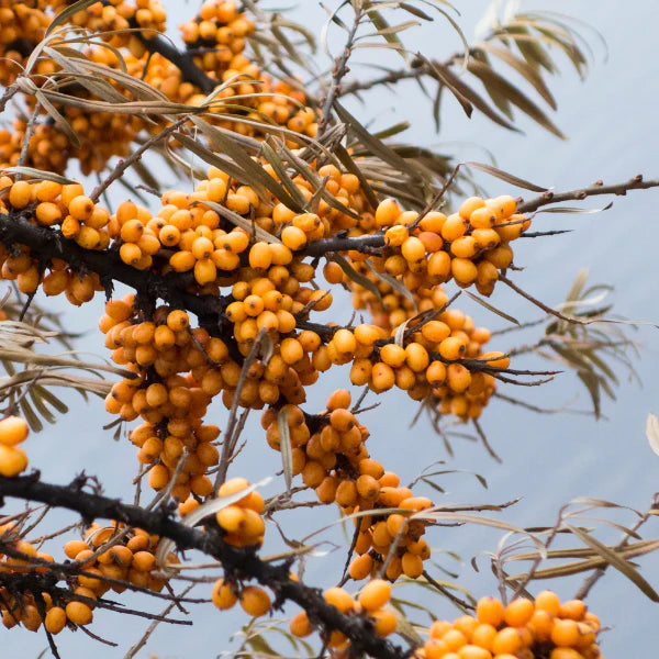 Sea Buckthorn