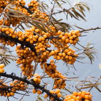 Sea Buckthorn