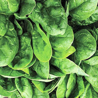 Emperor – Spinach Seed