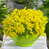 Heirloom Non-GMO Sedum Golden Carpet Succulent Seeds – Drought-Tolerant Flower Seeds for Planting