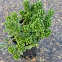 Organic Heirloom Non-GMO Green Sedum Album Seeds for Planting – Succulent Ground Cover