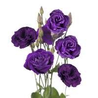 Purple Echo Lisianthus Flower Seeds for Planting - Heirloom, NON-GMO Seeds - Garden Blooms, Easy to Grow