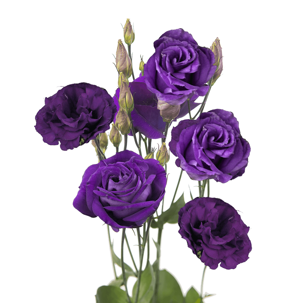 Purple Echo Lisianthus Flower Seeds for Planting - Heirloom, NON-GMO Seeds - Garden Blooms, Easy to Grow - Echo for planting in home garden
