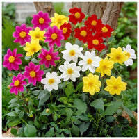 Dahlia- Coltness Single Mix