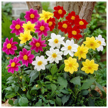 Dahlia- Coltness Single Mix