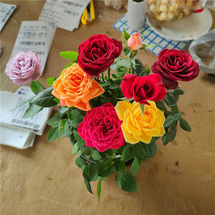 Rose Mixed Color Flower Seeds for Planting – Heirloom Non-GMO Seeds