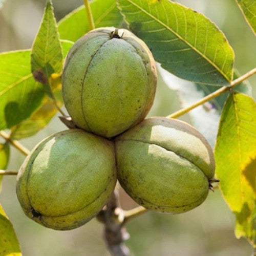 Shagbark hickory Carya ovata Fruit Seeds