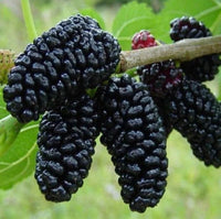 Heirloom Non-GMO Mulberry Flower Seeds | Sweet Shahtoot Morus Indica for Home Gardens