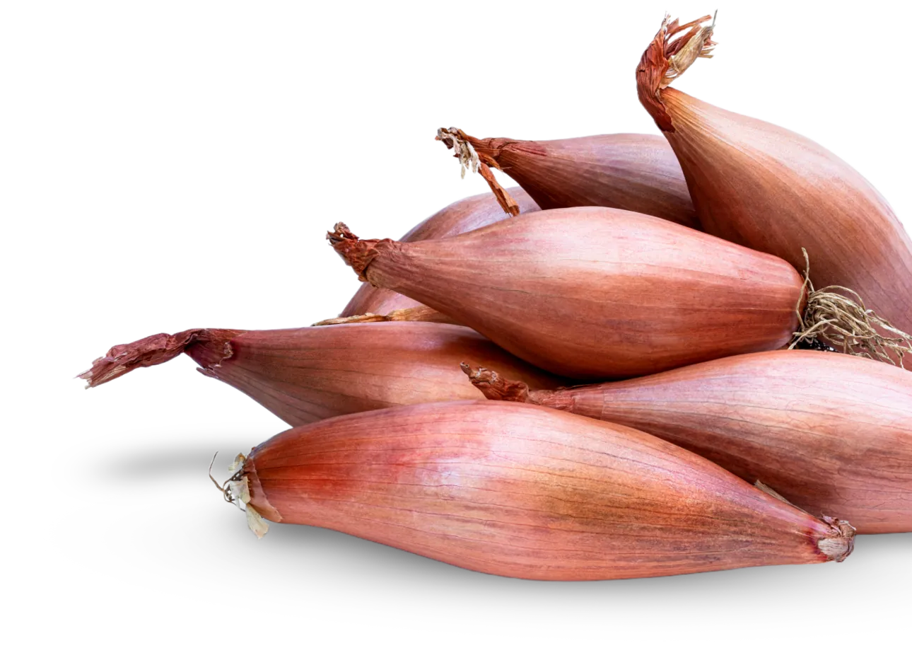 Shallot- Figaro Echalion