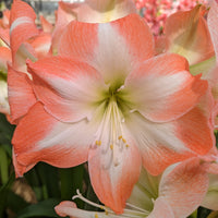 Shine Dream Amaryllis  Seeds
