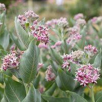 Heirloom Non-GMO Asclepias Speciosa Flower Seeds for Planting – Fragrant Pollinator-Friendly Garden Blooms