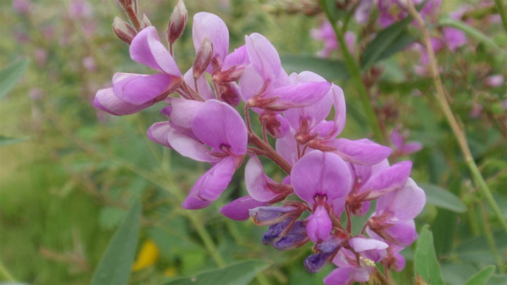 Heirloom Non-GMO Showy Tick Trefoil Flower Seeds for Planting – Vibrant Wildflower Blooming Seeds