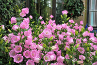 Canterbury Bells- Rose Pink