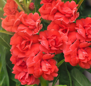 Heirloom Non-GMO Impatiens Carousel Flower Seeds for Planting – Colorful Shade-Loving Garden Blooms