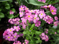 Heirloom Non-GMO Pink Myosotis Sylvatica Flower Seeds for Charming Cottage Garden Planting