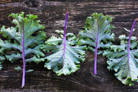 Red Russian – Kale Seed