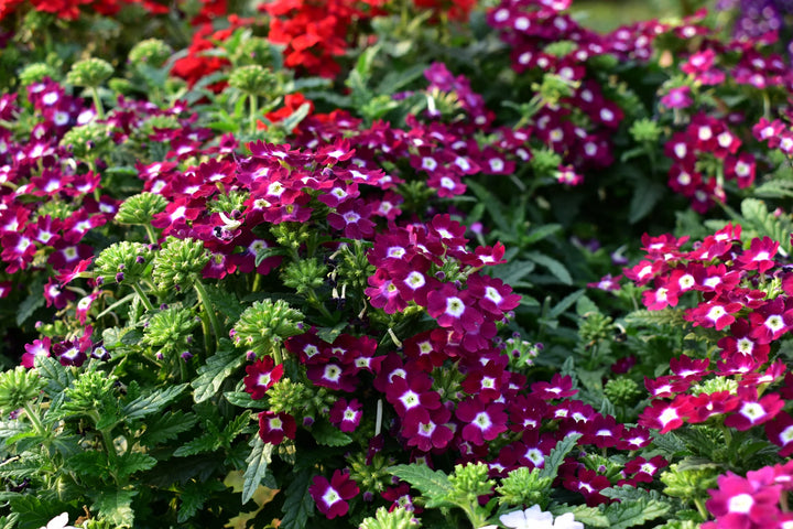 Semi-Trailing Verbena Flower Seeds for Planting – Heirloom, Non-GMO Cascading Blooms for Hanging Baskets