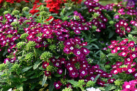 Semi-Trailing Verbena Flower Seeds for Planting – Heirloom, Non-GMO Cascading Blooms for Hanging Baskets
