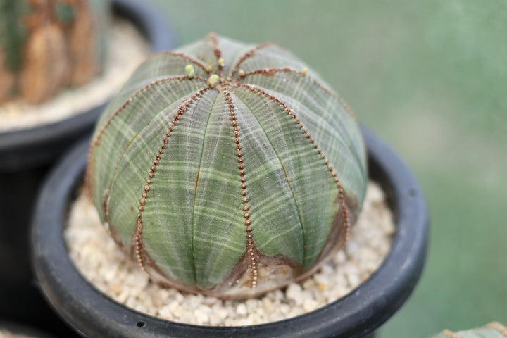 Heirloom Non-GMO Euphorbia Obesa Baseball Plant Flower Seeds for Planting