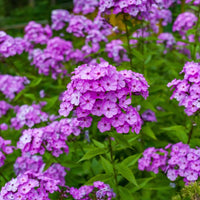 Cloudburst Phlox