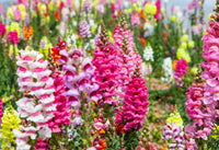 Heirloom Antirrhinum Flower Seeds, Non-GMO, Snapdragon Blooms for Garden Borders for planting in home garden