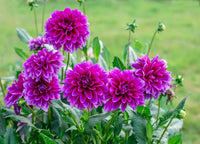Emperor Dahlia