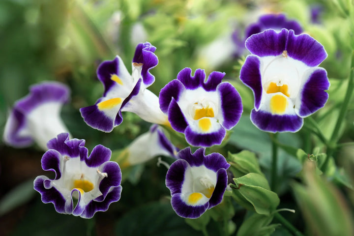 Torenia Kauai Flower Seeds for Planting 100