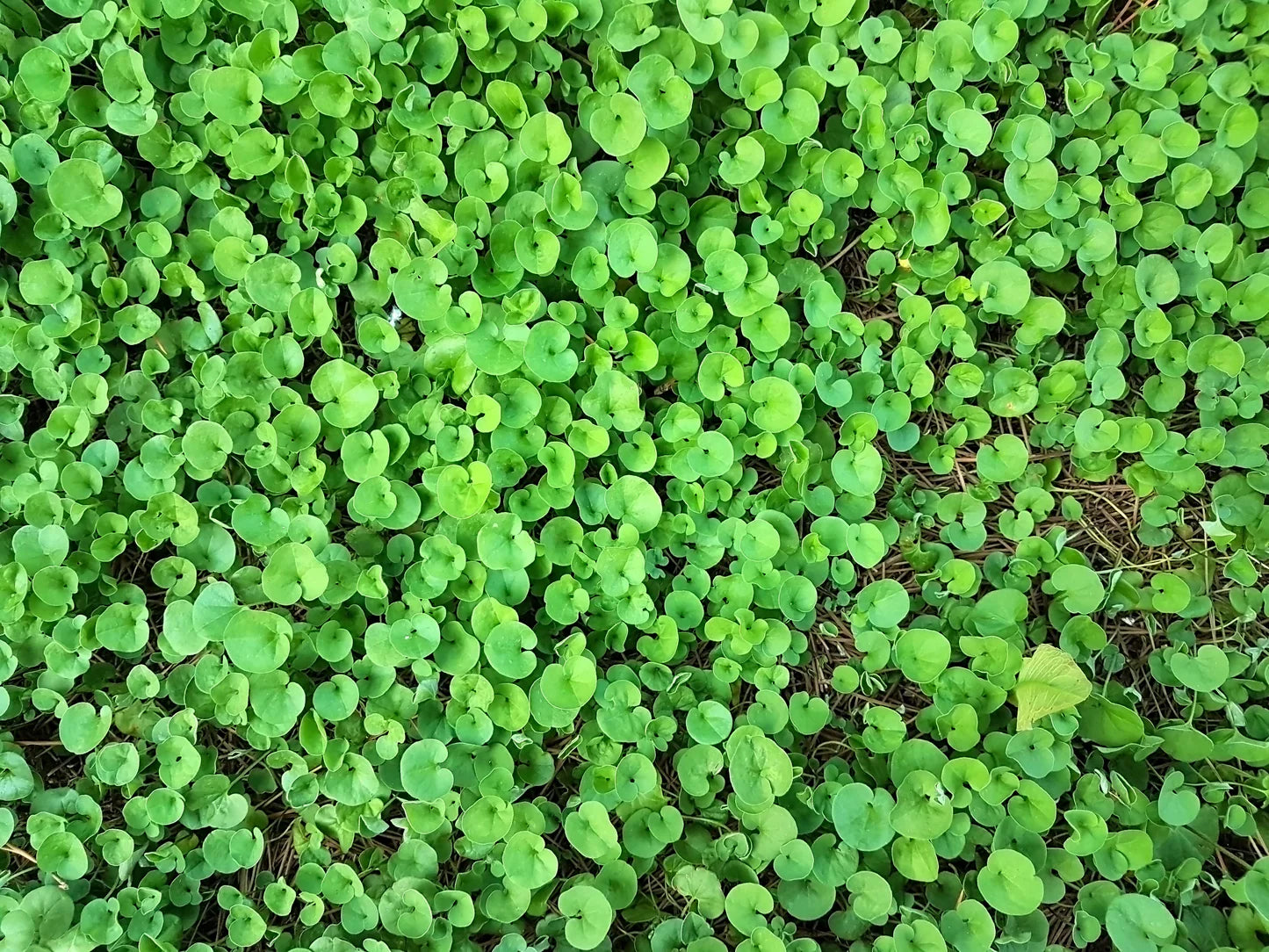 Heirloom Non-GMO Dichondra Ground Cover Plant Seeds for Planting – Lush Low-Growing Foliage for Gardens