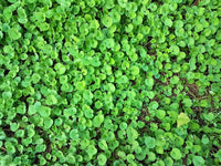 Heirloom Non-GMO Dichondra Ground Cover Plant Seeds for Planting – Lush Low-Growing Foliage for Gardens - Non-GMO for planting in home garden