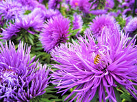 Heirloom Non-GMO China Aster Flower Seeds for Planting – Beautiful Blooming Garden Seeds