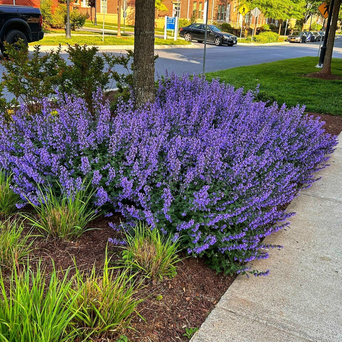 Six Hills Giant Catmint