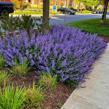 Six Hills Giant Catmint