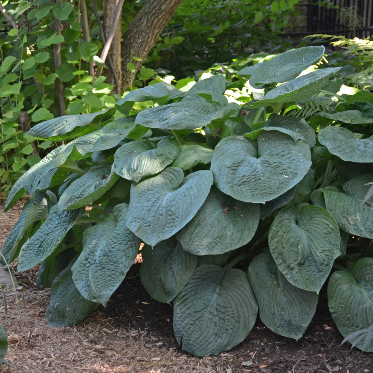 Elegans Hosta